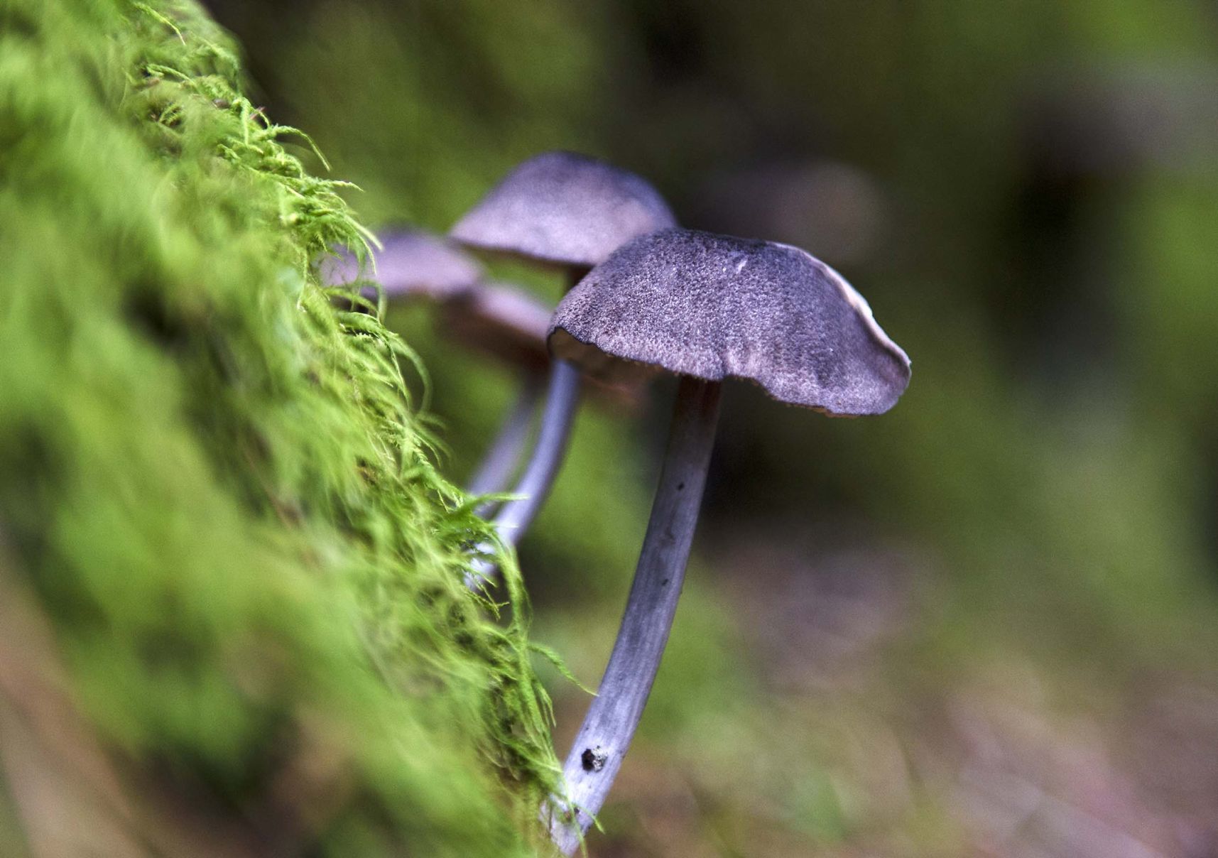 Pennsylvania Mushrooms.8A.jpg